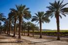 Date Palms, California Art Print